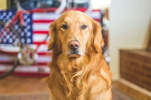 Skåneretrievers