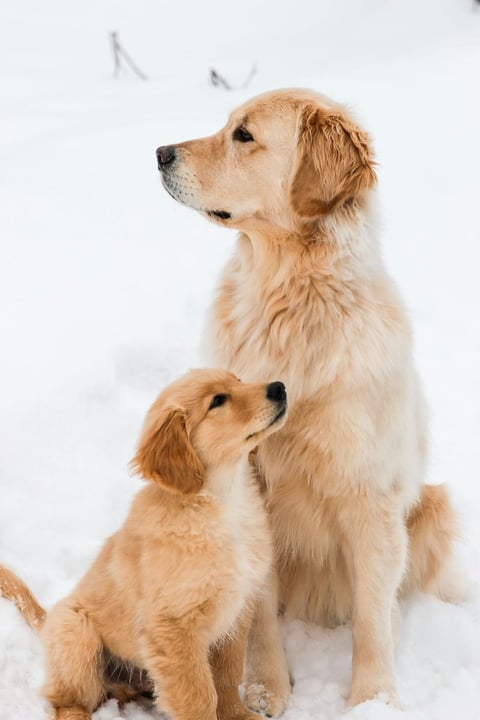 Skåneretrievers
