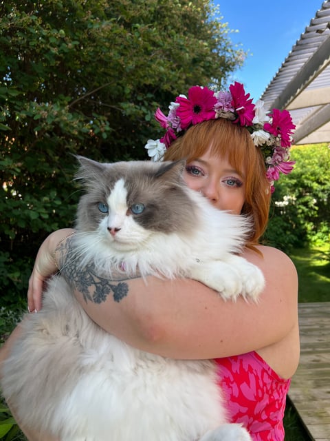 SE*Havannas Ragdoll