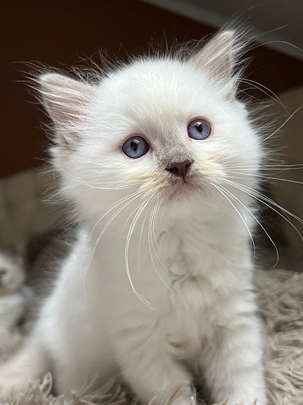 SE*Havannas Ragdoll