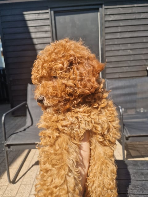 Dream Puppy