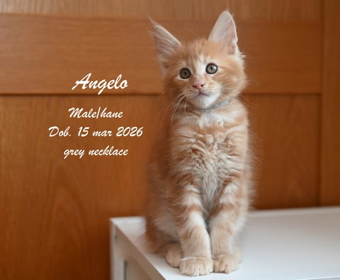 WH Jolly Tail’s