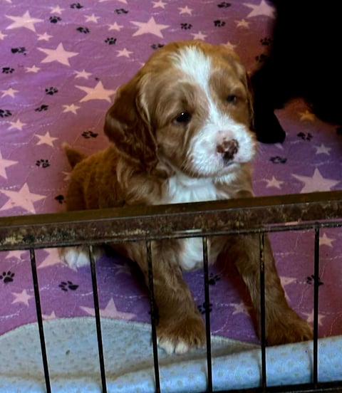 Truffelnose