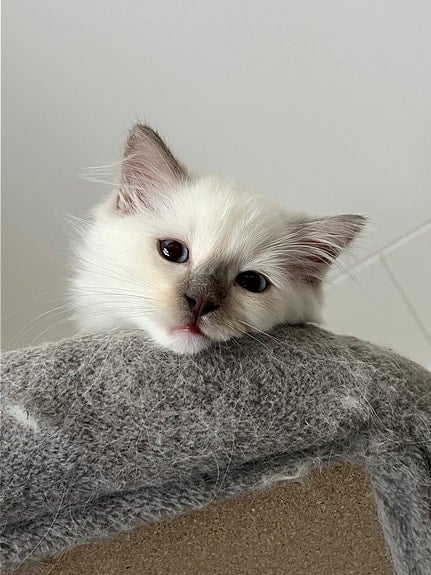 SE*Havannas Ragdoll