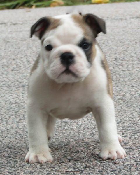 Maxibull