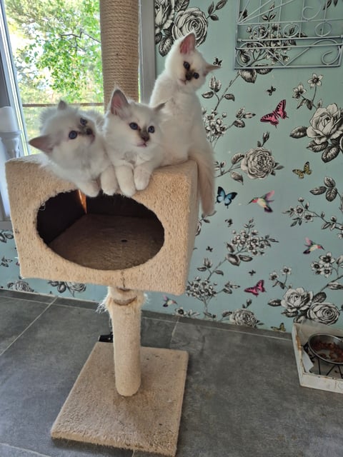 Seawiew cat's