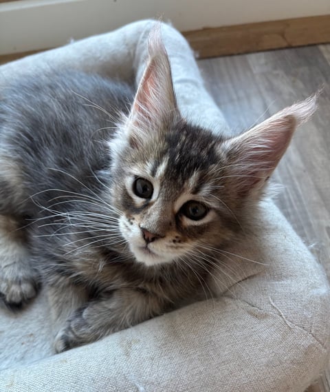 Wikslynx
