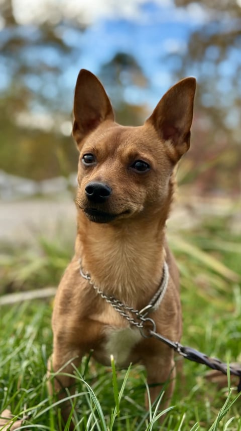 Lulubelle