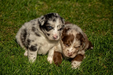 Maple Force Aussies
