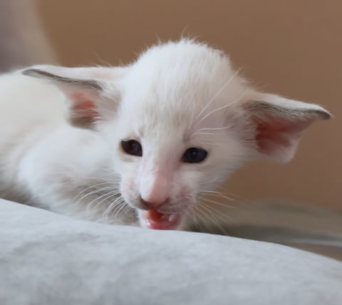 Oriental Adore Cattery
