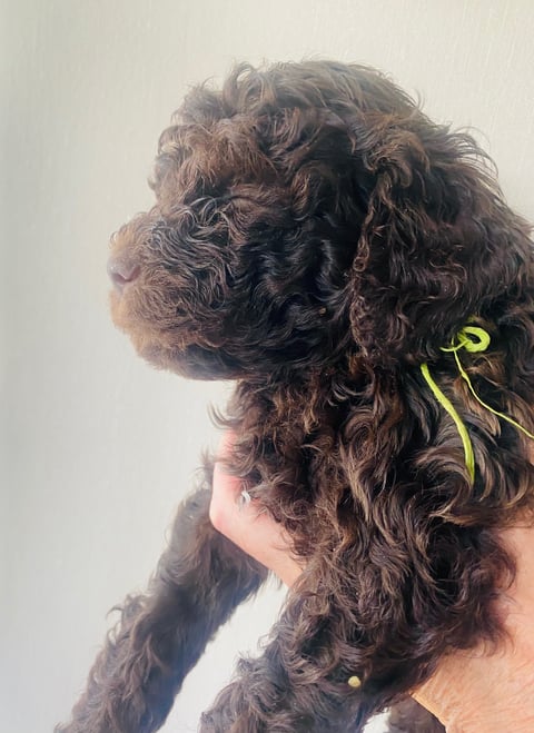 Redéns Lagotto