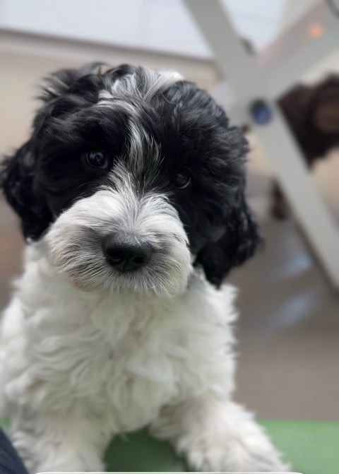 101 Labradoodles