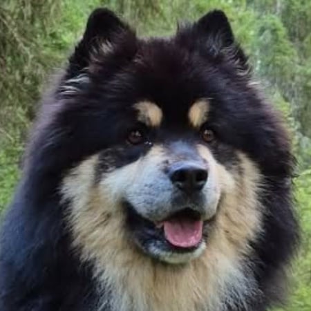 Vita Viddens kennel
