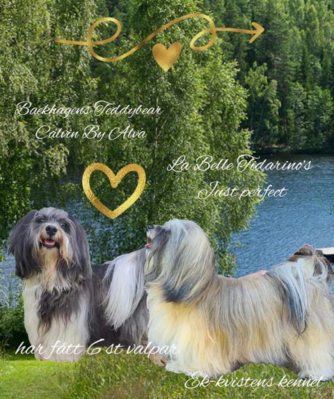 Ek-kvistens kennel