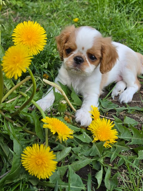 Fleur de Charlies