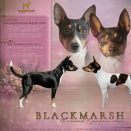Blackmarsh