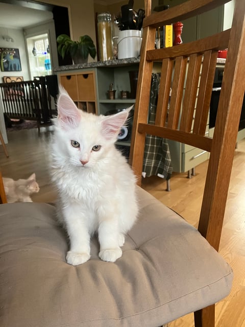 Skeppsmissen