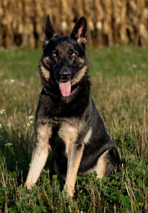 Kennel Snibor Anzi