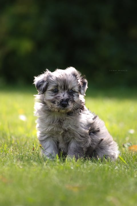 Kennel Dirgis