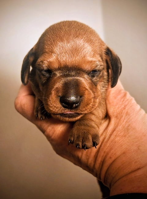 Your Choice Kennel