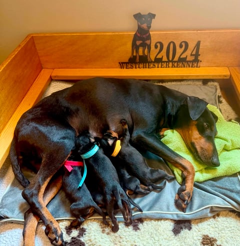 WestChester Kennel
