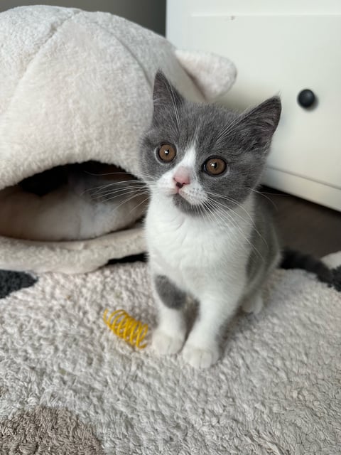 SE*Royal Whiskers