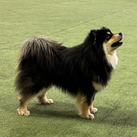 Vita Viddens kennel