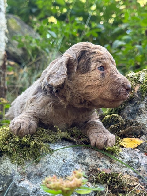Isadoras Pudel och Cockerpoo