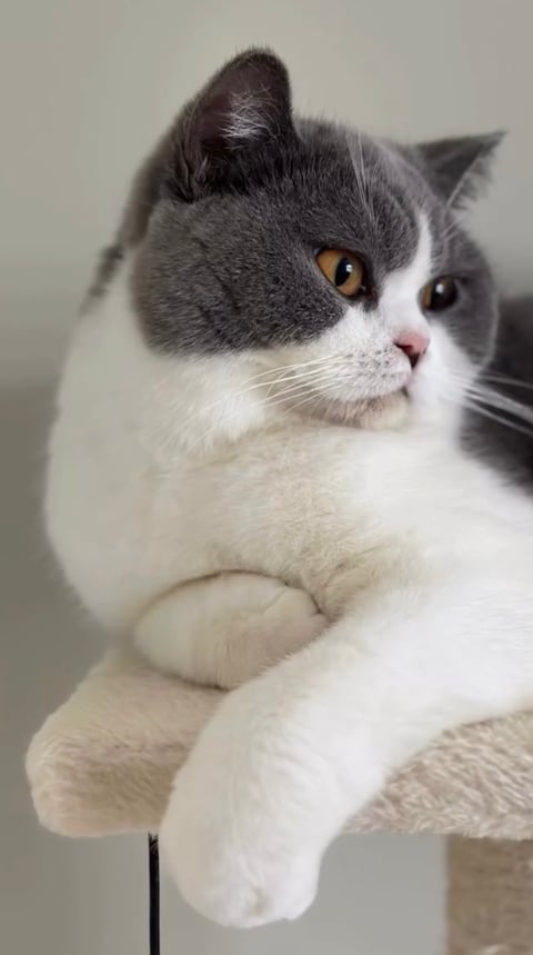 SE*Royal Whiskers