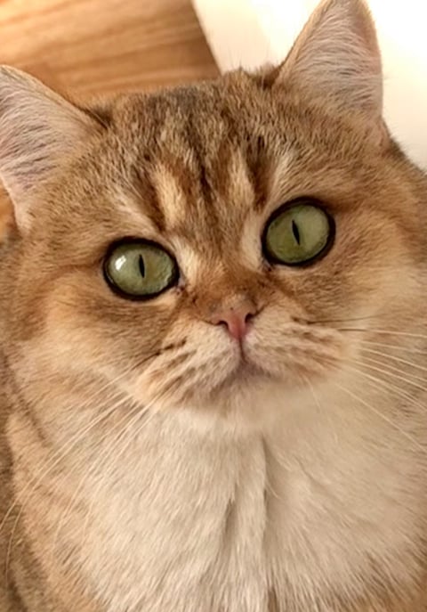 CHa