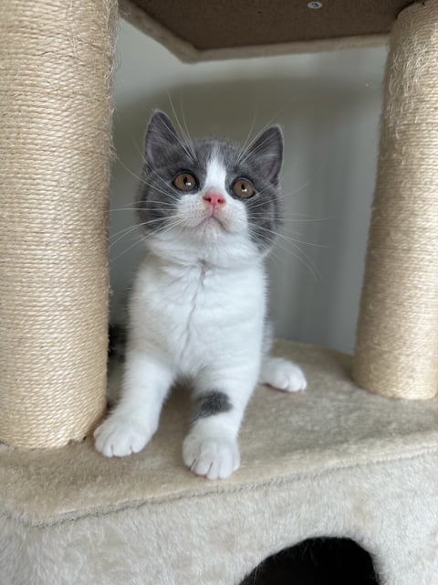 SE*Royal Whiskers