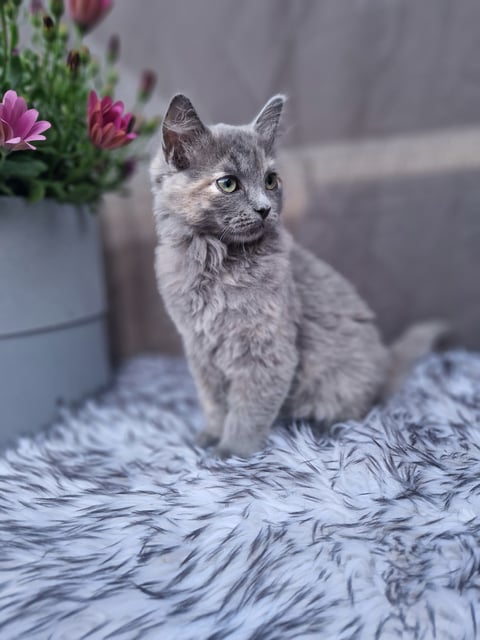 Annas katter