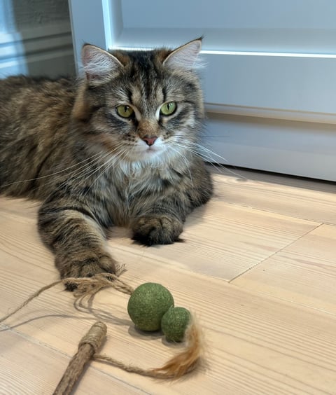 Petit Pavot