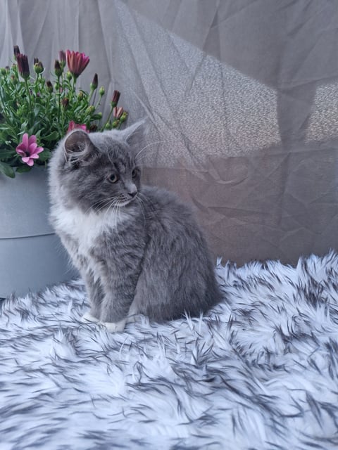 Annas katter