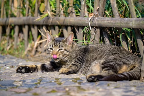 How to Keep Your Cat Safe During Hot Summer Weather