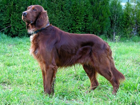 Kennel Rusty Reds