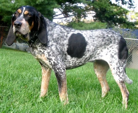 Gummarps Kennel