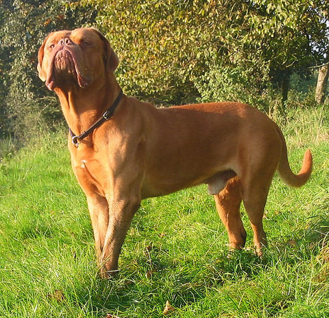 Chien Courage