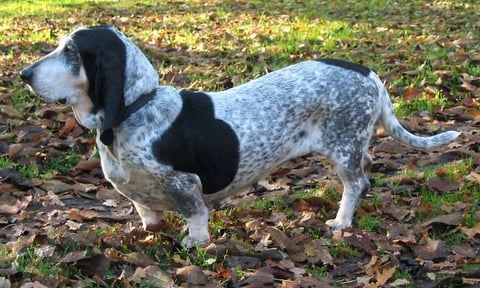 Scillaskogens