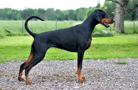 Dobergaarden Forever