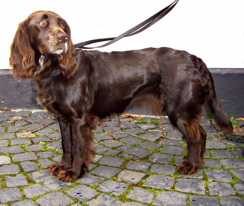 Storåns Kennel