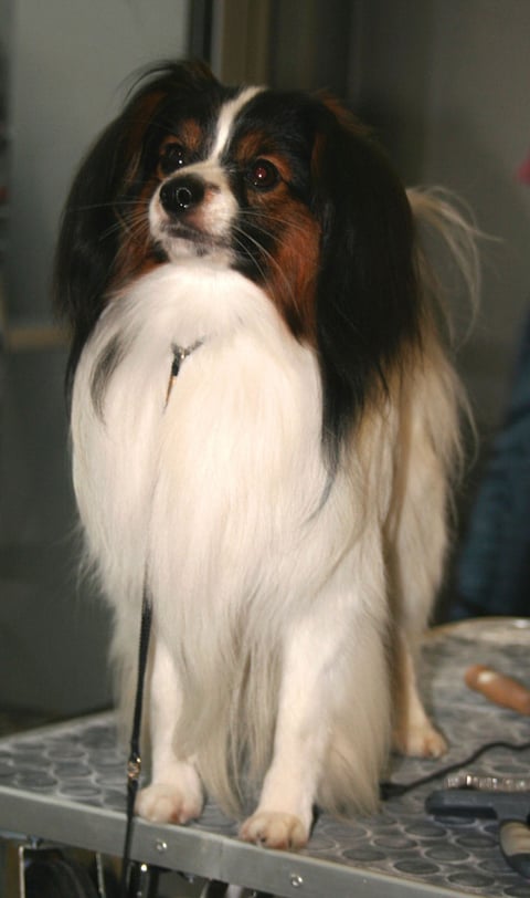 Macollie