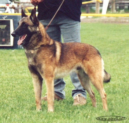 Kjegus Kennel