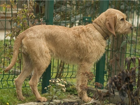 Kennel Sangilak
