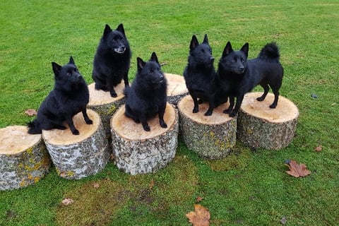 Lövgrodans kennel