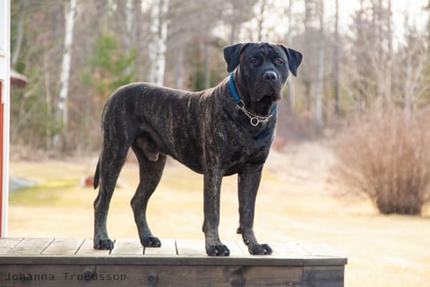 Kerberos Silver