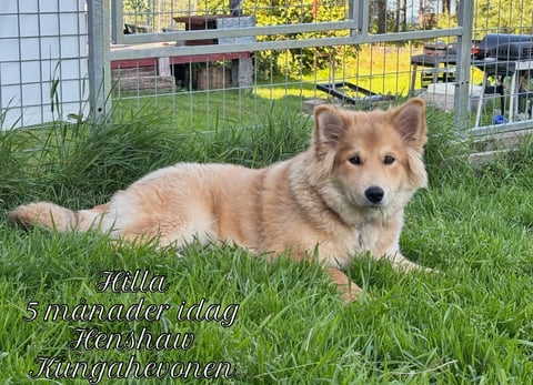 Vita Viddens kennel