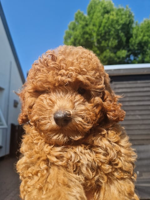 Dream Puppy