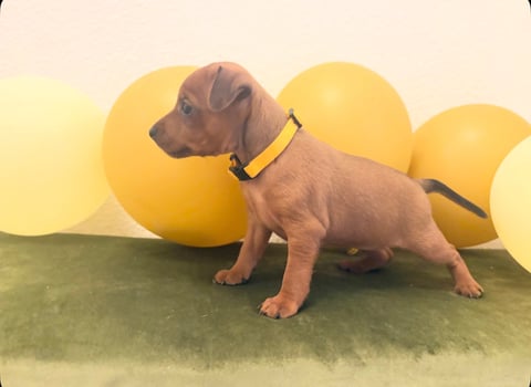 Dvärgpinscher