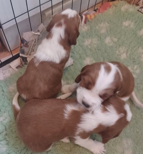 Okej's kennel